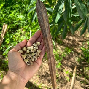 20x Moringa Seeds: Easy to Grow, 100% Natural Tree of Life