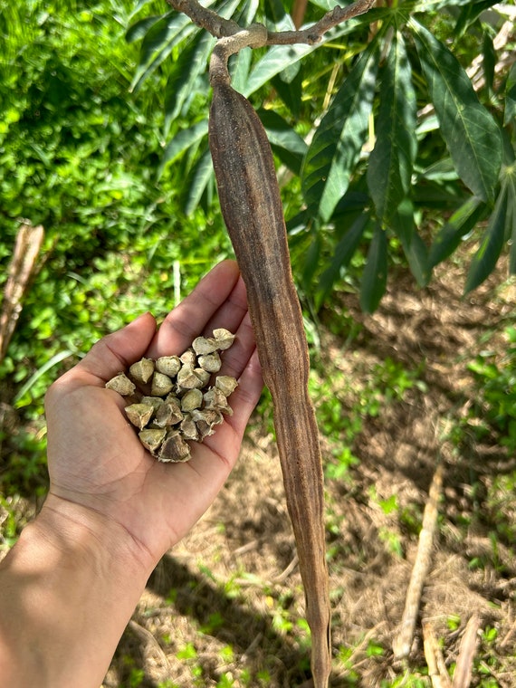 Moringa 20 Seeds: Easy to Grow, 100% Natural Tree of Life - Etsy