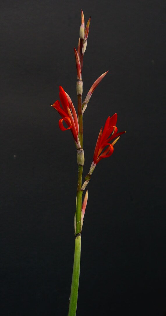 10x Red Canna Indica Seeds: Tropical Exotic Flowers - Etsy