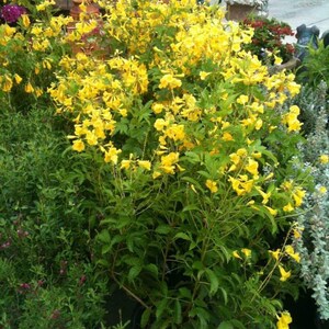 100x Seeds Yellow Tecoma Stans/Trumpet Bush, Spectacular Floral Displays, Beautiful Yellow Trumpet Shaped, Elegance, Indoor/Outdoor. image 6