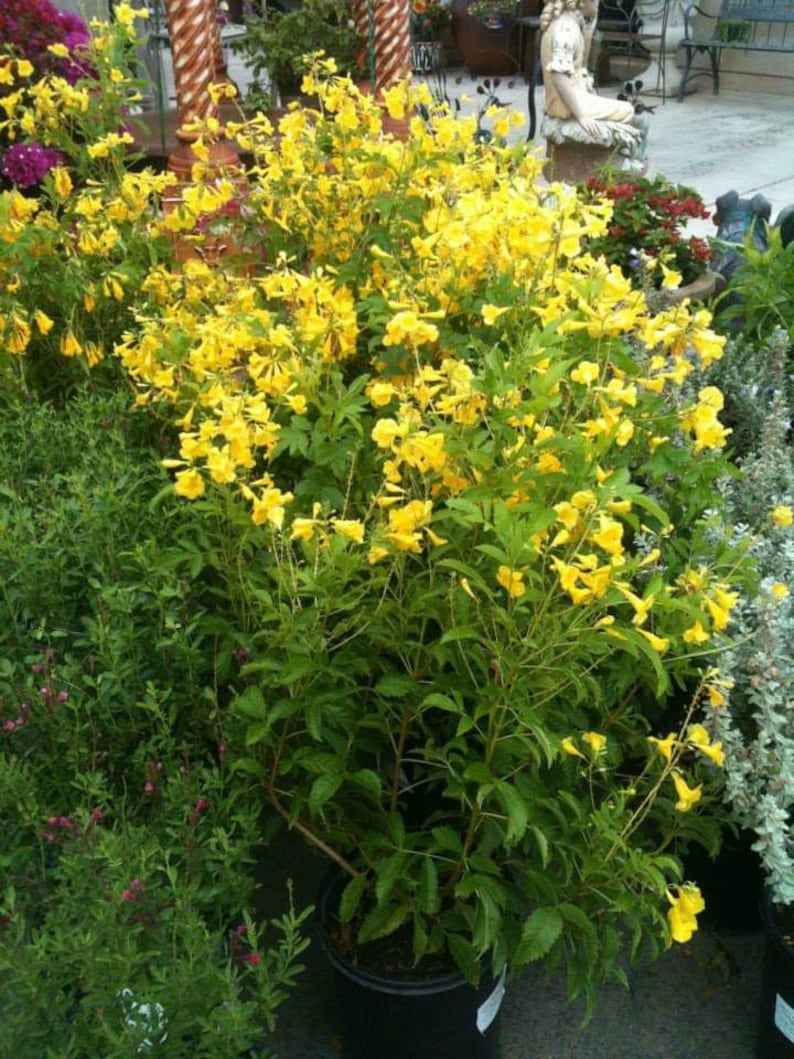 100x Seeds Yellow Tecoma Stans/Trumpet Bush, Spectacular Floral Displays, Beautiful Yellow Trumpet Shaped, Elegance, Indoor/Outdoor. image 6