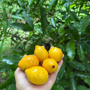 5 Bacupari Fresh Fruit, Garcinia gardneriana Rare and Exotic, 100% Natural, Its Sweet and Slightly tangy flavor is Refreshing and Unique !