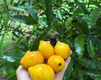 5 Bacupari Fruit, Garcinia gardneriana Rare Tropical Exotic, Sweet Tangy Flavor