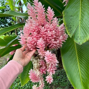 3 Pink Alpinia Plants Exotic Ginger, 4” to 6” Tall, Strong and Healthy Plants,  Well Packed Fast Delivery, Make your Garden Look Beautiful !