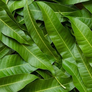 10x Fresh Mango Leaves: Natural Herbal Tea, Culinary Use