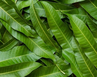 10  Mango Fresh Leaves, Big Leaves, Wonderful tea, 100% Natural Essential Tea, Love this Tea, Try Something Different !