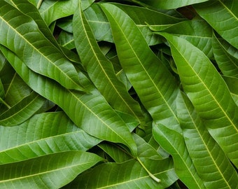 20 Mango Fresh Leaves, Big Leaves, Wonderful tea, 100% Natural Essential Tea, Love this Tea, Try Something Different !