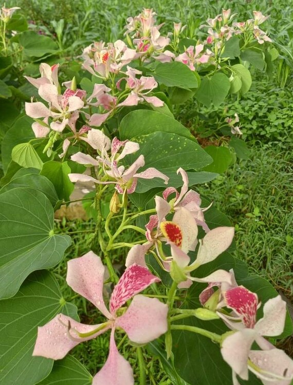 10+ Graines Bauhinia Monandra - Arbre Orchidée Papillon - Plante Attirant Les Colibris - Facile à Cultiver