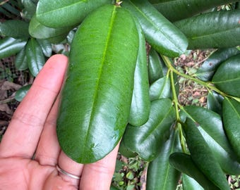Malagueta, 20 Leaves,  Pimenta racemosa, West Indian