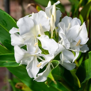 May include: Close-up of white ginger lily flowers with delicate petals and yellow stamens. The flowers are surrounded by vibrant green leaves, creating a striking contrast. The image showcases the natural beauty of the plant.