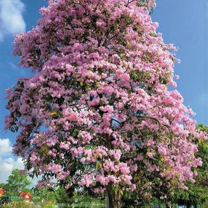 20x Pink Oak Tree Seeds/Tabebuia rosea Fresh seeds, A beautiful tree for its bright pink flowers. image 1