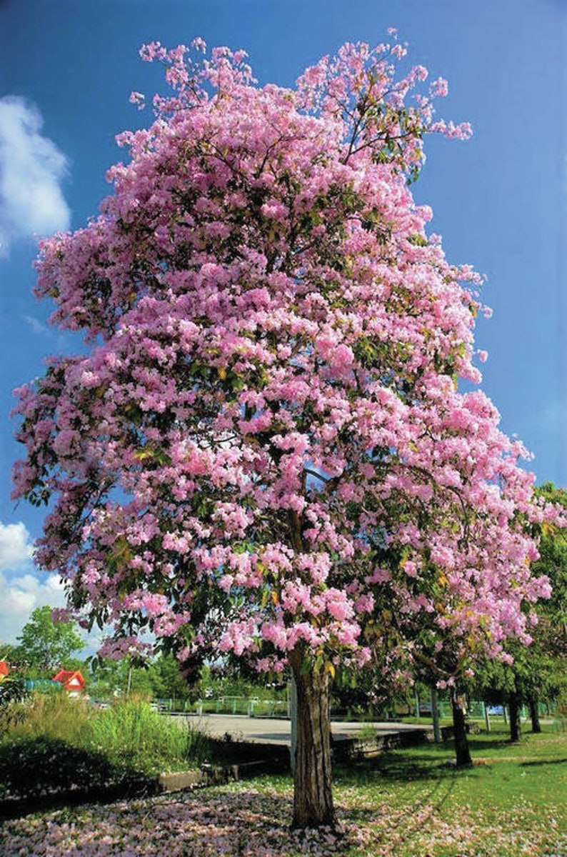 20x Pink Oak Tree Seeds/Tabebuia rosea Fresh seeds, A beautiful tree for its bright pink flowers. image 1