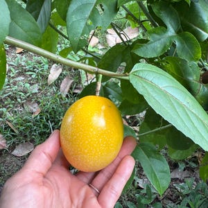 Yellow Passion Fruit 20 Seeds Passiflora Maracuya, 100% Natural Bild 7