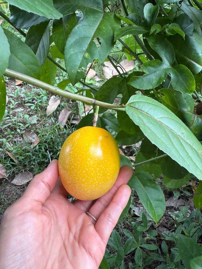 Yellow Passion Fruit 20 Seeds Passiflora Maracuya, 100% Natural Bild 7