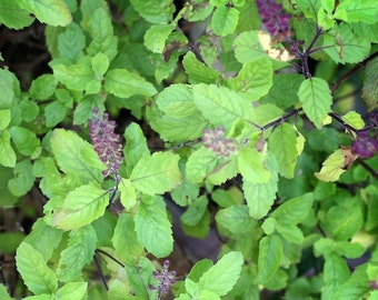 100x Seeds Rama Tulsi Holy Basil, Ocimum Tenuiflorum, Very aromatic, Edible, Medicinal, 100% Natural, FREE Shipping, You Must Have It !