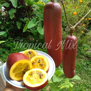10x Musk Cucumber Seeds: Rare Cassabanana Sicana Odorifera