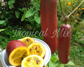 10x Musk Cucumber Seeds: Rare Cassabanana Sicana Odorifera