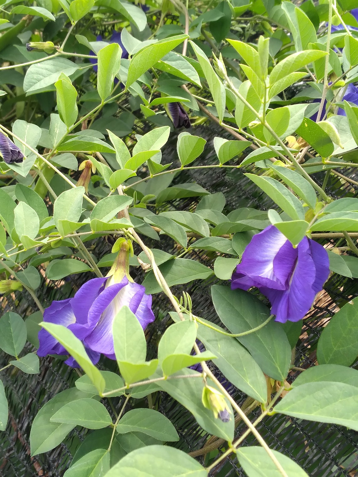 50x Seeds Rare Blue Butterfly Pea Double Flower Fast Etsy UK