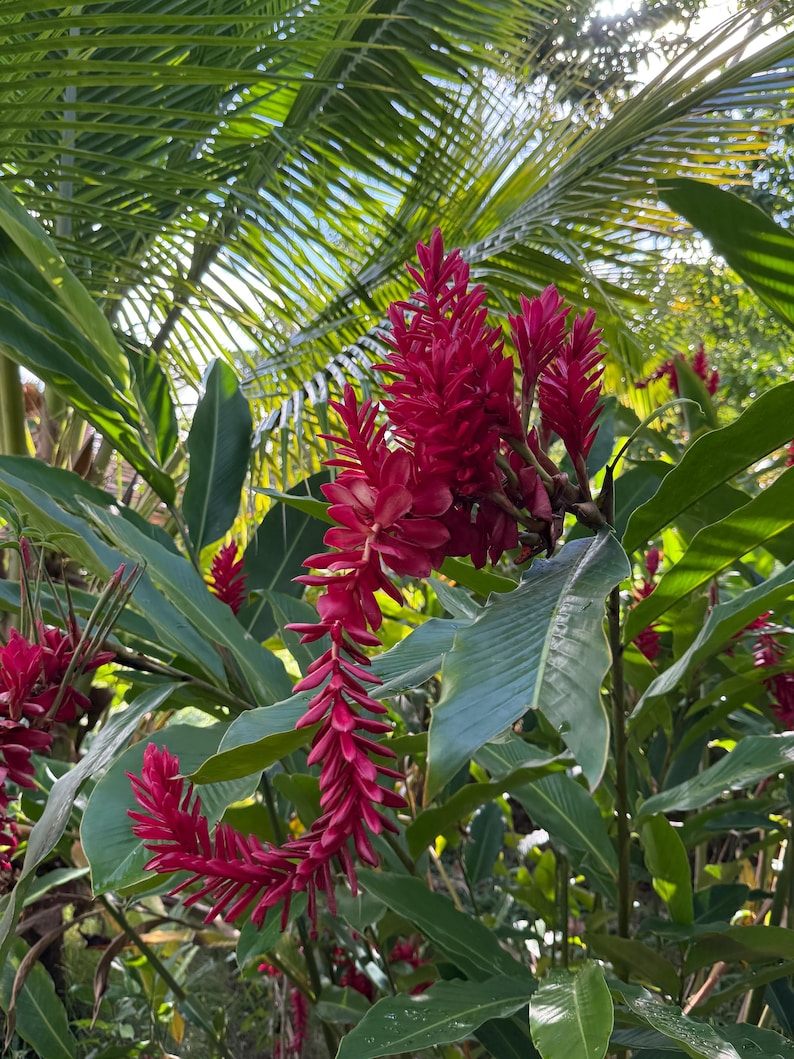 Red Ginger Plant, Alpinia Purpurata, Tropical Ostrich Plume - Thumbnail 5