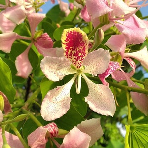 Butterfly Orchid Tree Seeds: Bauhinia Monandra, Pink Flowers