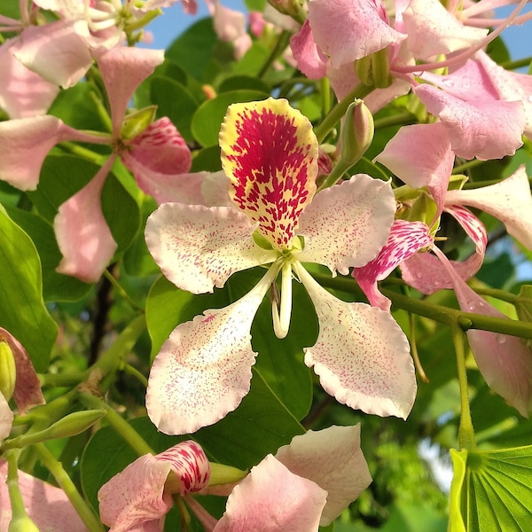 10x Rare Seeds Butterfly Pink Orchid Tree, Bauhinia Monandra, Gorgeous Flowers, Love orchids? You need this tree ! FREE Shipping!