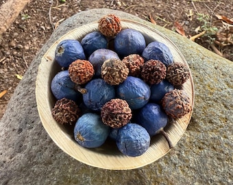 5 Rudraksha Seeds, Authentic Blue Quandong Elaeocarpus Grandis, 5 Mukhi Prayer Beads