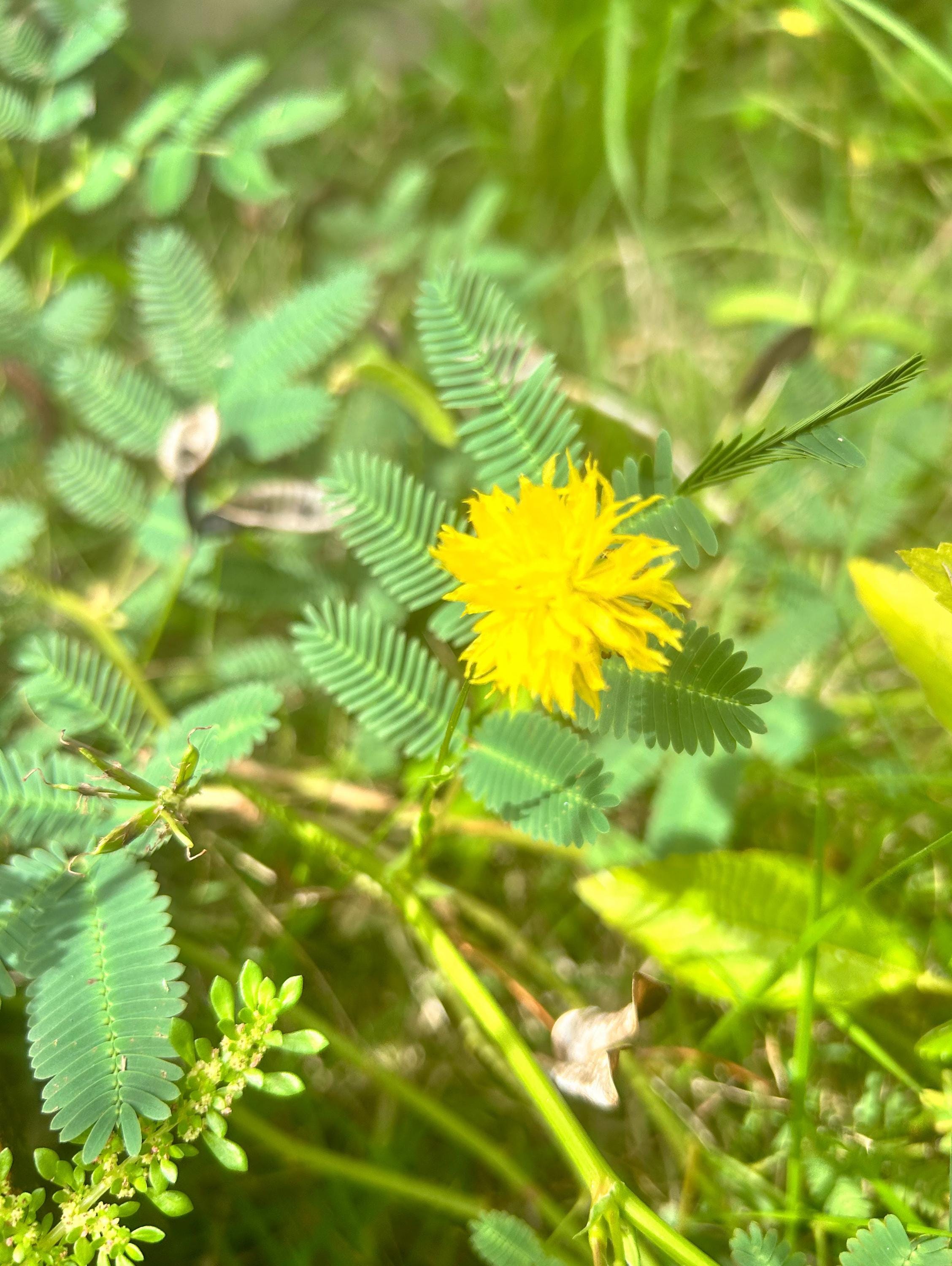 coltsfoot plant Coltsfoot (Petasites frigidus) – Sparrowhawk Native Plants main image 0