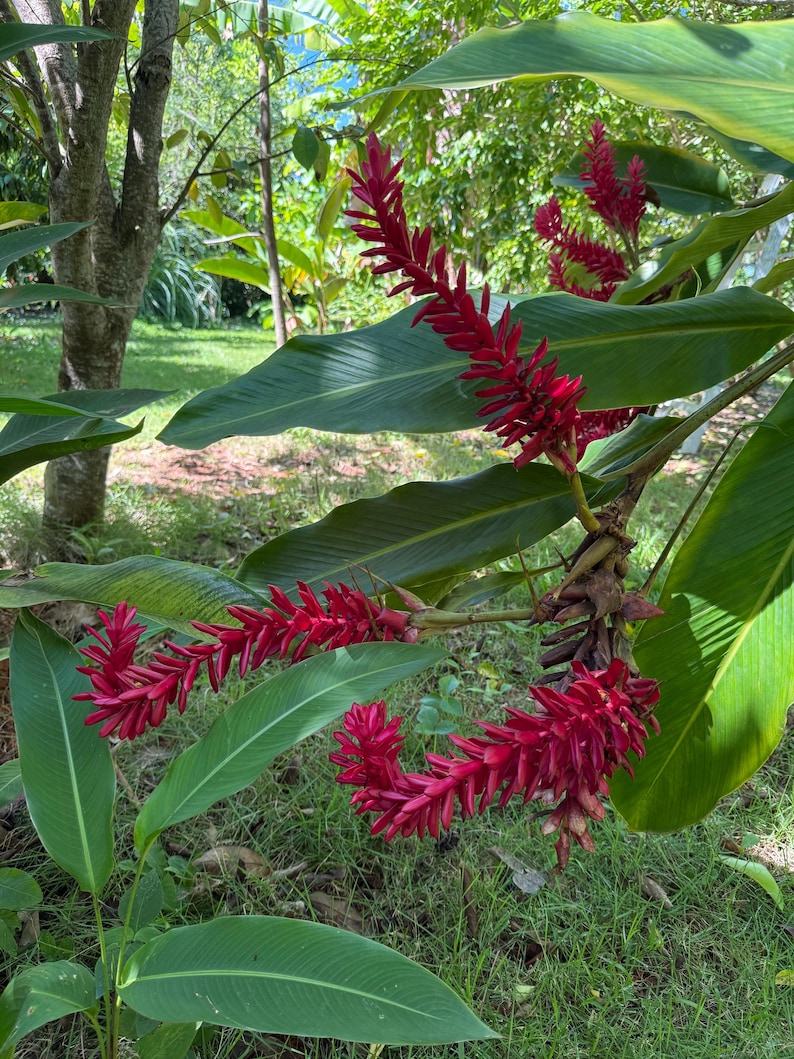 Red Ginger Plant, Alpinia Purpurata, Tropical Ostrich Plume - Thumbnail 3
