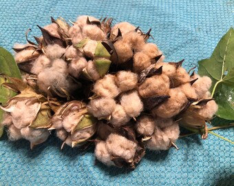 10x Seeds Rare Brown Cotton-Gosypium hirsutum, Fast growing seeds,  Beautiful brown color, FREE shipping.