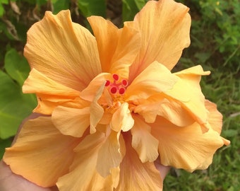 5x Chinese Orange Double Hibiscus Cuttings, 7 ",  Rare and Exotic, Edible Flowers, Easy to grow !