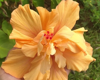 5 Chinese Orange Double Hibiscus Cuttings, 7 Inches, Rare, Exotic, Edible Flowers