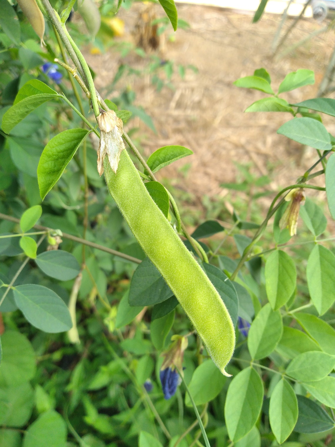 50x Seeds Rare Blue Butterfly Pea Double Flower Fast Etsy UK