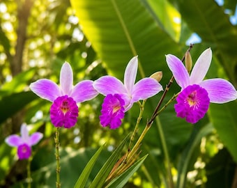 Live Bamboo Orchid Plant, Arundina graminifolia, Exotic Ground Orchid, Long Blooming Beauty