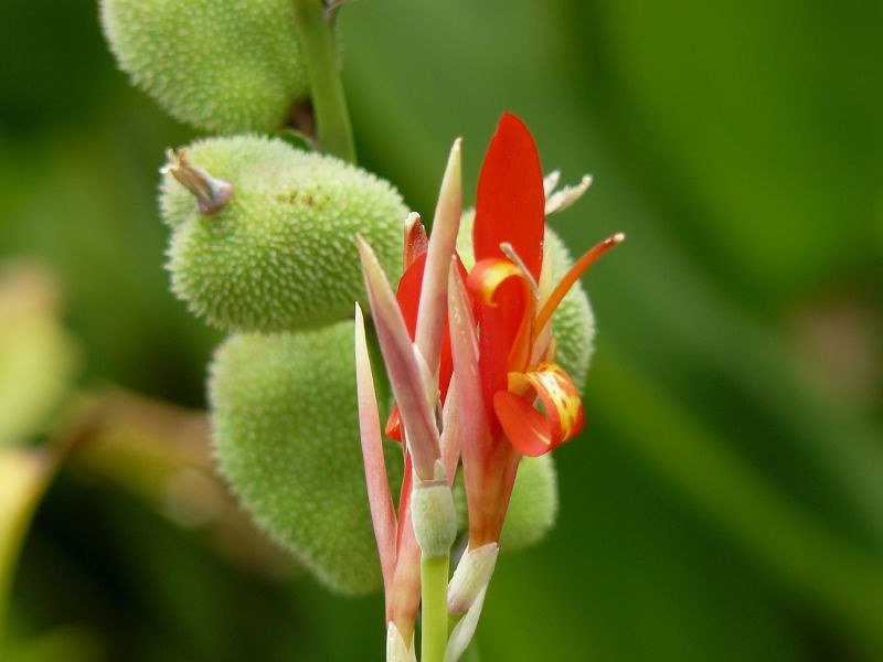 10x Red Canna Indica Seeds: Tropical Exotic Flowers - Etsy