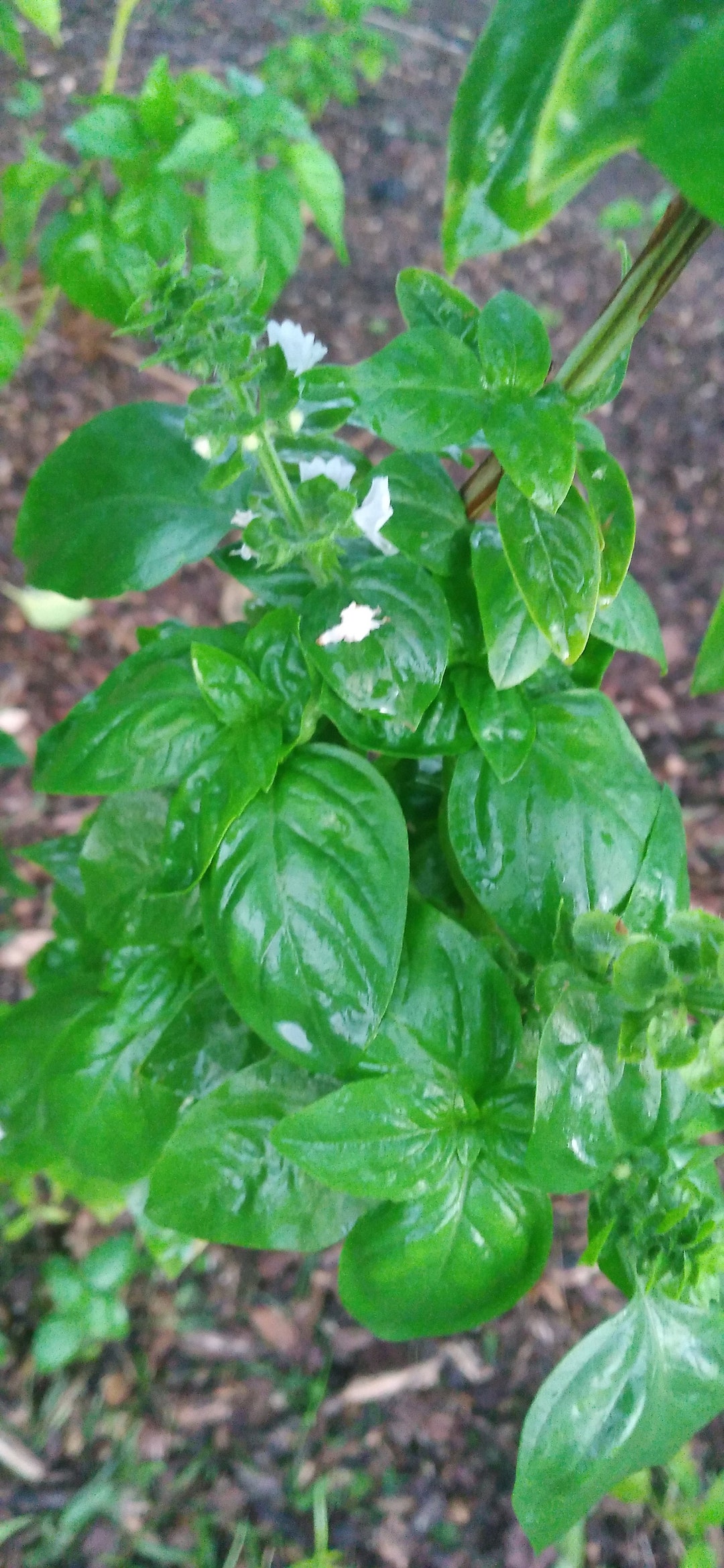 25 X Italian Genovese Basil Seeds, Large Leaves, the Best for Making
