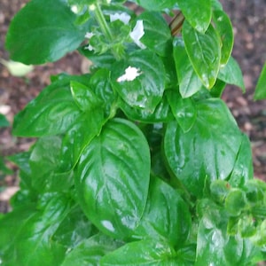 20 x Italian Genovese Basil Seeds, Large Leaves, The best for Making Pesto and Culinary Purposes, The Herb Most Loved All over the World !