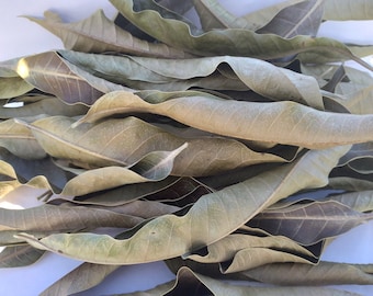 20 Dried Mango Leaves, 100% Natural, Good quality and flavor, Cold or Hot, Aromatic and delicious, FREE Shipping, Try something different !