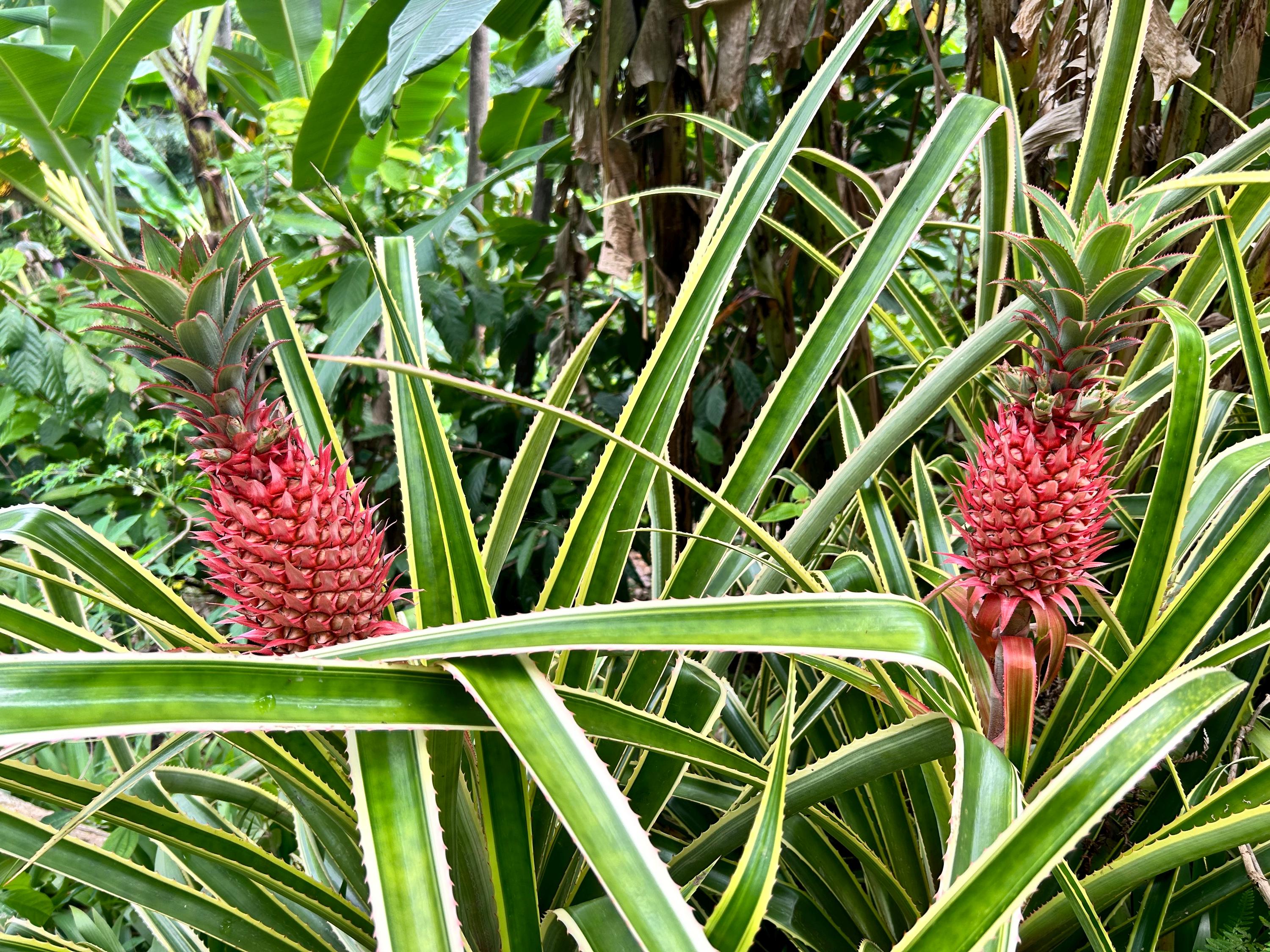 2 Pink Pineapple Variegated Shoots, Ananas Comosus Var, Rare  Exotic-tropical Ornamental - Etsy