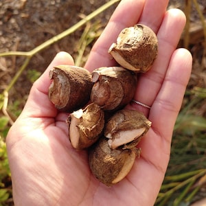 10x Sacha Inchi Seeds: Inca Peanut, Rich in Omega Fatty Acids