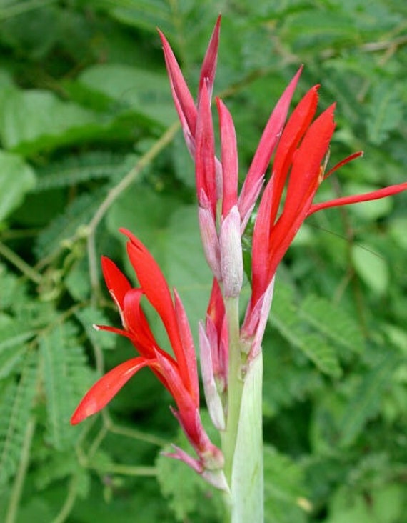 10x Red Canna Indica Seeds: Tropical Exotic Flowers - Etsy