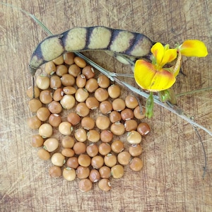 25x Seeds White Pigeon Peas Cajanus cajan, Gandules seeds, FREE Shipping, Easy fast growing seeds, Grow your own image 1