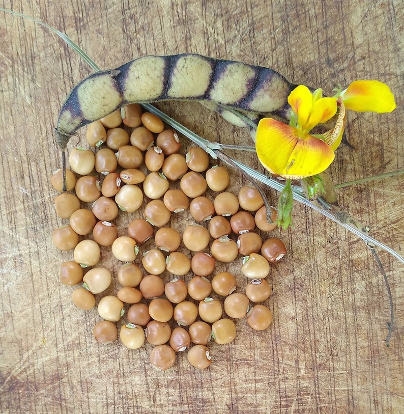 25x Seeds White Pigeon Peas Cajanus cajan, Gandules seeds, FREE Shipping, Easy fast growing seeds, Grow your own image 1