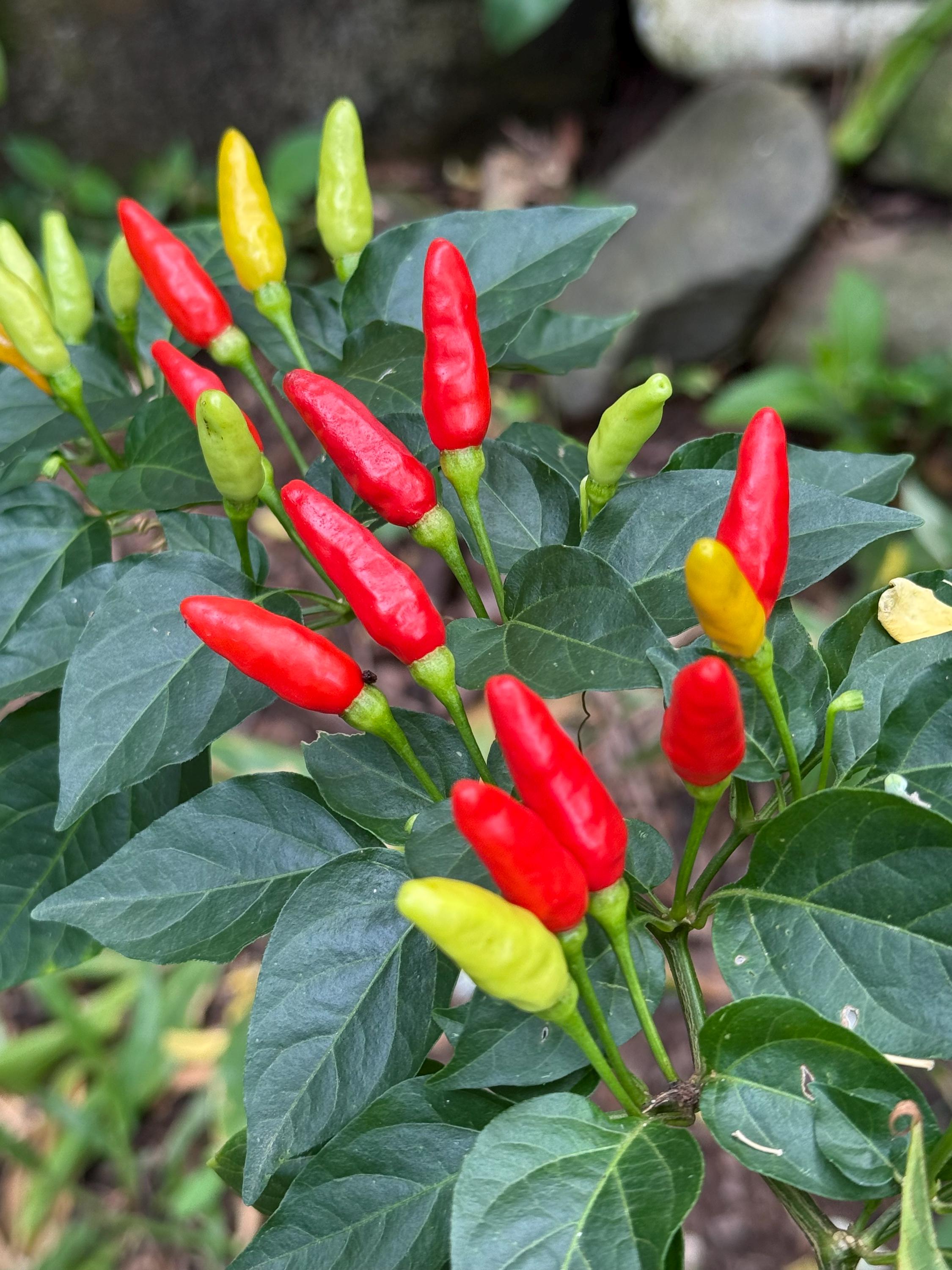 Capsicum Tabasco