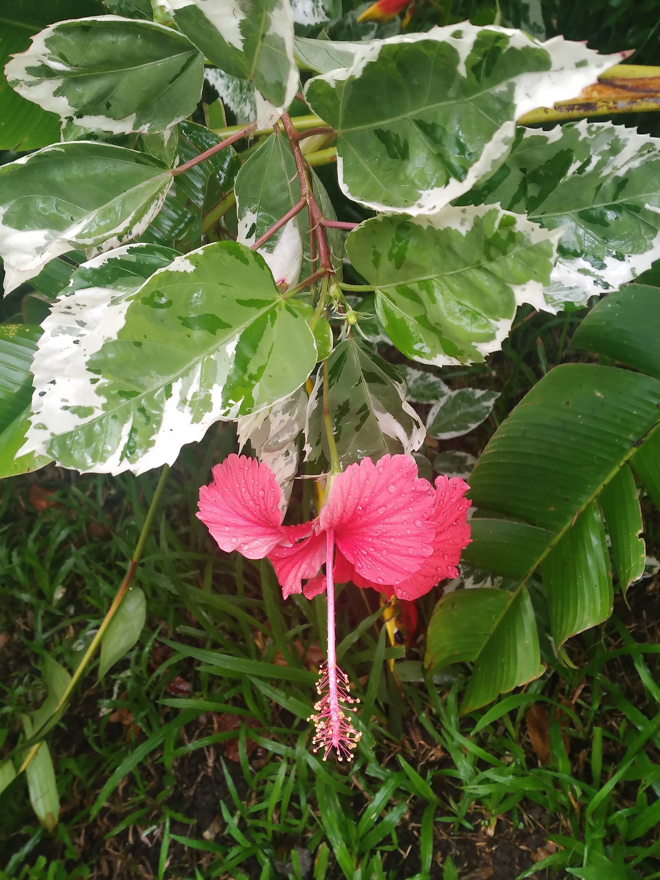 5 Snow Queen Variegated Hibiscus Cuttings, 7 Tall, Tropical Red Flowers,  Variegated Leaves - Etsy