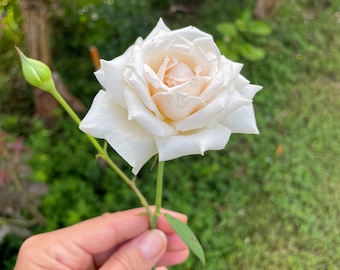 4x White Rose Cuttings, Easy to Grow, Pure Elegance The Perfect Addition to Your Garden !