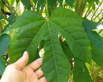 5 Chaya cuttings Maya Spinach Tree- Free Shipping! Easy to grow, 7 Inches, Fresh cuttings, Maple leaf variant, Very productive plant.