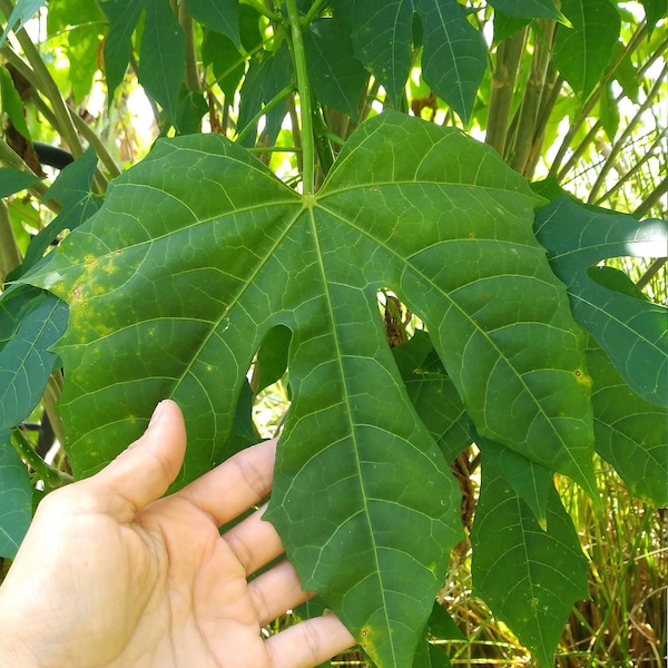 5 Chaya cuttings Maya Spinach Tree- Free Shipping! Easy to grow, 7 Inches, Fresh cuttings, Maple leaf variant, Very productive plant.