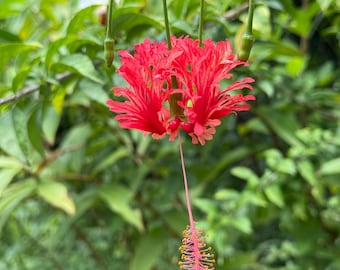 Spider Hibiscus, 3 Cuttings, Hibiscus schizopetalus, Dancing Petals, Japanese Lantern, Collector’s Favorite