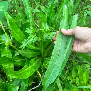 100x Recao Seeds, Culantro, Eryngium Foetidum, One of the best spices for cooking, Very Aromatic, Food Flavoring and Seasoning herb !