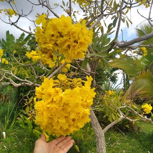 20x Yellow Oak Seeds/ YellowTrumpet tree/ Tabebuia Aurea / Roble Amarillo . Fast Growing Seed, Flower Tree Seeds, Beautiful yellow flower image 2